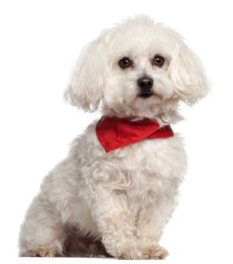 Bichon, 7 years old, sitting in front of white background clipart