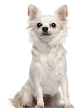 Chihuahua, 2 yıl yaşlı, önünde oturan arka plan beyaz.