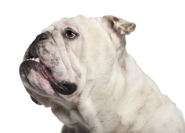 İngilizce bulldog, 14 ay yaşlı, beyaz arka plan yakın çekim