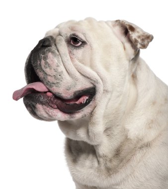 İngilizce bulldog, 14 ay yaşlı, beyaz arka plan yakın çekim