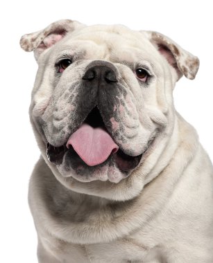 İngilizce bulldog, 14 ay yaşlı, beyaz arka plan yakın çekim