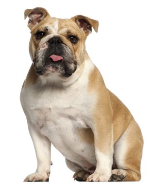 English Bulldog, 10 months old, sitting in front of white background clipart