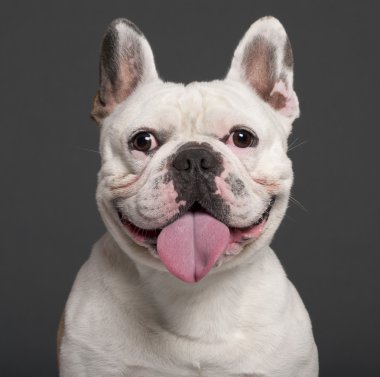 Close-up of French Bulldog, 3 years old, in front of grey background clipart