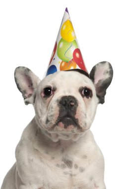 Fransız bulldog yavrusu 4 ay yaşlı, beyaz arka plan doğum günü şapkası