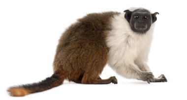 Alaca tamarin, saguinus bicolor, 4 yıl yaşlı, beyaz arka plan