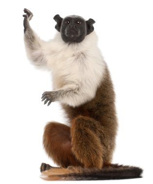 Pied tamarin, Saguinus bicolor, 4 years old, in front of white background clipart