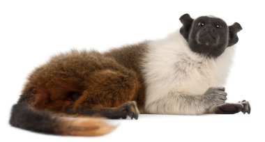 Alaca tamarin, saguinus bicolor, 4 yıl yaşlı, beyaz arka plan