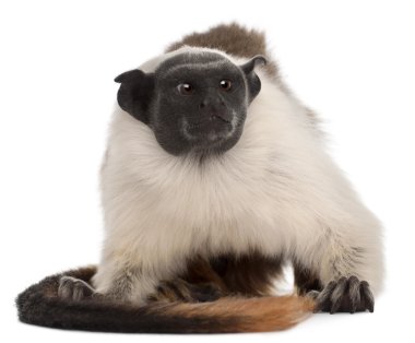 Alaca tamarin, saguinus bicolor, 4 yıl yaşlı, beyaz arka plan