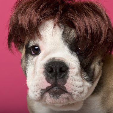 Close-up of English Bulldog puppy wearing a wig, 11 weeks old, in front of pink background clipart