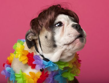 Close-Up giyen bir peruk ve renkli lei, pembe bir arka plan 11 haftalık İngilizce bulldog yavrusu