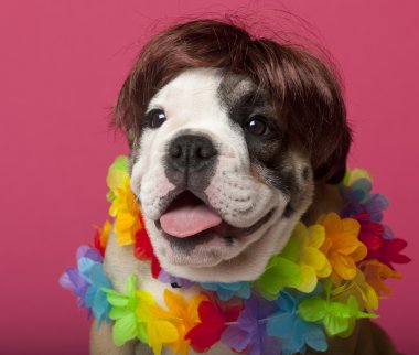 Close-up of English Bulldog puppy wearing a wig and colorful lei, 11 weeks old, in front of pink background clipart