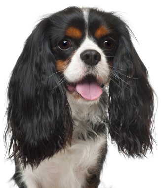 Close-up of Cavalier King Charles Spaniel, 3 years old, in front of white background clipart