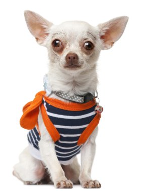 Chihuahua wearing striped shirt, sitting in front of white background