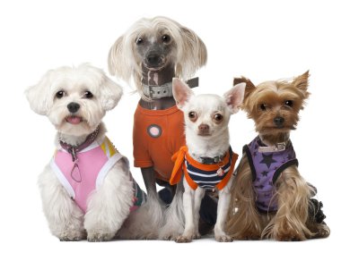 Group of dressed dogs in front of white background clipart