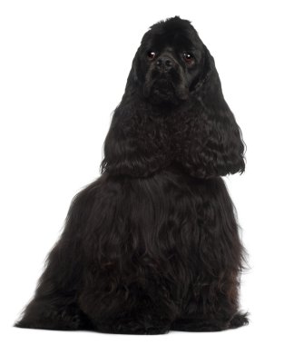 American Cocker Spaniel, 1 year old, sitting in front of white background