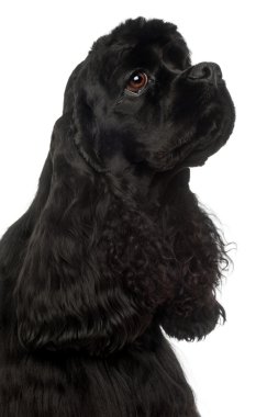 Amerikan cocker spaniel, 1 yıl beyaz arka plan eski, yakın çekim