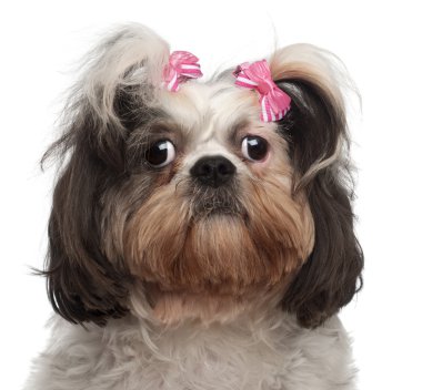 Close-up of Shih Tzu, 18 months old, in front of white background clipart