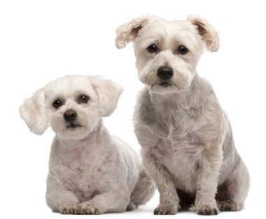 Maltese, 2 and 5 years old, in front of white background clipart