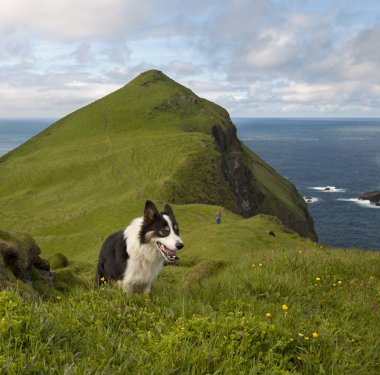 Man and his dogs hiking on Mykines, Faroe Islands clipart