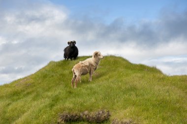 mykines, faroe Adaları üzerinde koyun