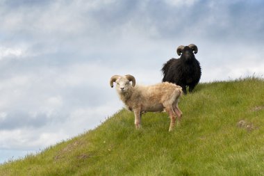 mykines, faroe Adaları üzerinde koyun