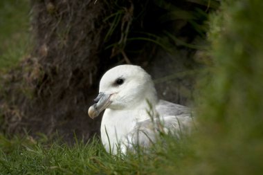 mykines, faroe Adaları üzerinde martı