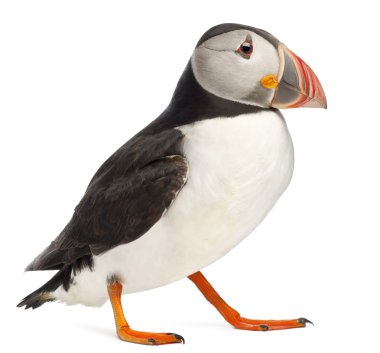 Atlantic Puffin or Common Puffin, Fratercula arctica, in front of white background