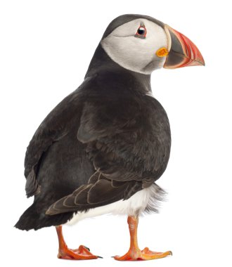 Atlantic Puffin or Common Puffin, Fratercula arctica, in front of white background