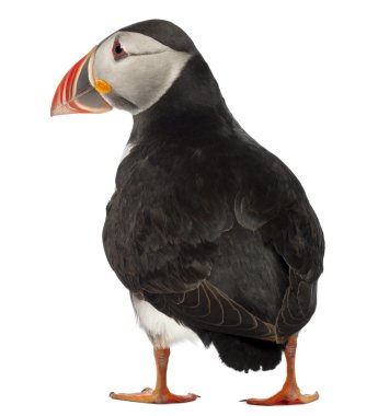 Atlantic Puffin or Common Puffin, Fratercula arctica, in front of white background