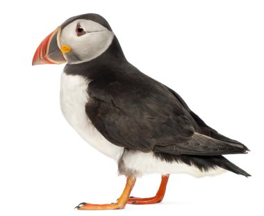 Atlantic Puffin or Common Puffin, Fratercula arctica, in front of white background