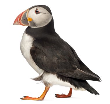 Atlantic Puffin or Common Puffin, Fratercula arctica, in front of white background