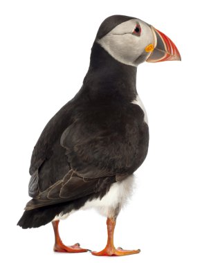 Atlantic Puffin or Common Puffin, Fratercula arctica, in front of white background