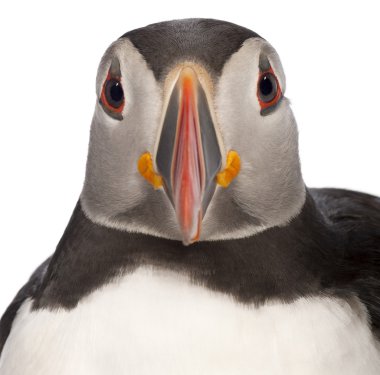 Atlantik mesajlaştığı veya ortak puffin, beyaz arka plan önünde fratercula arctica Close-Up