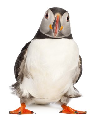 Atlantic Puffin or Common Puffin, Fratercula arctica, in front of white background