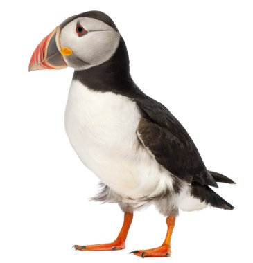 Atlantic Puffin or Common Puffin, Fratercula arctica, in front of white background