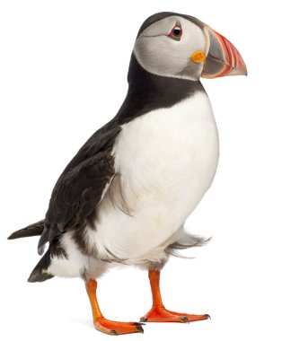 Atlantic Puffin or Common Puffin, Fratercula arctica, in front of white background clipart
