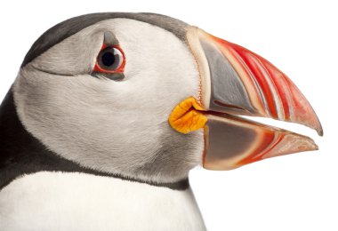 Atlantik mesajlaştığı veya ortak puffin, beyaz arka plan önünde fratercula arctica Close-Up