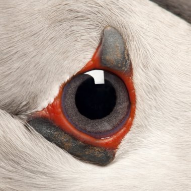Atlantik puffin göz veya ortak puffin göz, fratercula arctica Close-Up