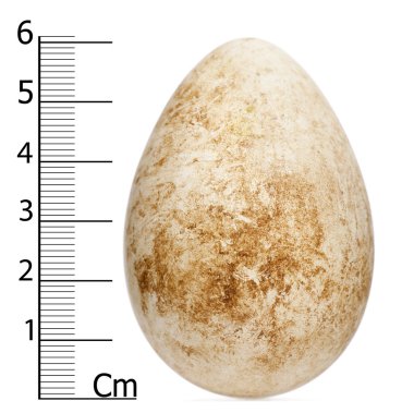 Egg of Atlantic Puffin or Common Puffin with height, Fratercula arctica, in front of white background clipart