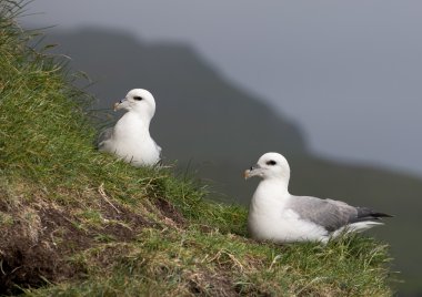 mykines, faroe Adaları üzerinde martıların