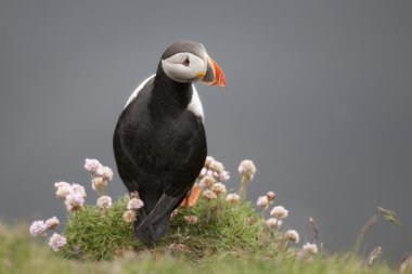 Mykines, Faroe Adaları 'ndaki Atlantik Martıları veya Sıradan Martı, Fratercula Arktika