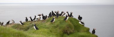 Mykines, Faroe Adaları 'ndaki Atlantik Martıları veya Sıradan Martı, Fratercula Arktika