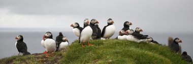 Mykines, Faroe Adaları 'ndaki Atlantik Martıları veya Sıradan Martı, Fratercula Arktika