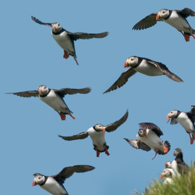 Atlantic Puffin or Common Puffin, Fratercula arctica, in flight on Mykines, Faroe Islands clipart