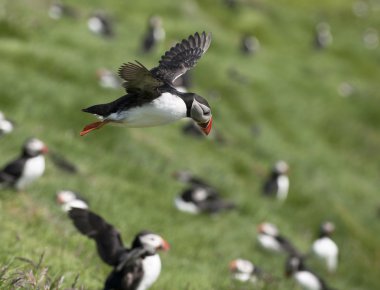 Atlantik martısı veya Fratercula arktika, Mykines, Faroe Adaları 'nda uçuyor.