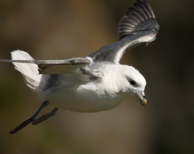 Seagull in flight clipart