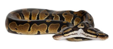 Two headed Royal Python or Ball Python, Python Regius, 1 year old, in front of white background clipart