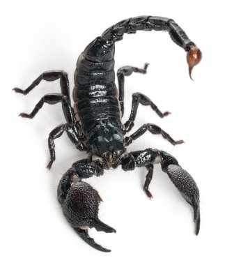 Emperor Scorpion, Pandinus imperator, 1 year old, in front of white background clipart