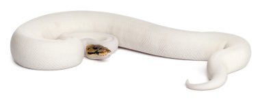 dişi örümcek Kraliyet python, top python, python regius, 18 ay yaşlı, beyaz arka plan alaca