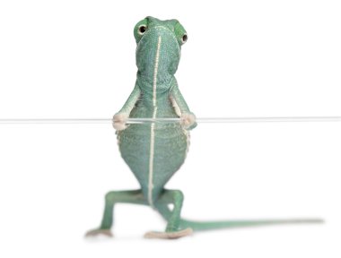 Genç örtülü bukalemun, bayağı calyptratus dizesini beyaz arka plan önünde tutan,